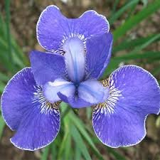 iris setosa