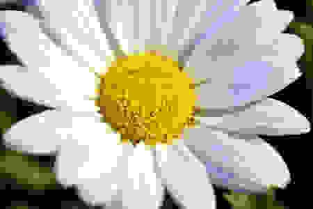 imageFleurComp