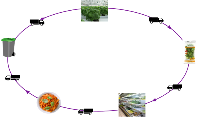 cycle vie basilic